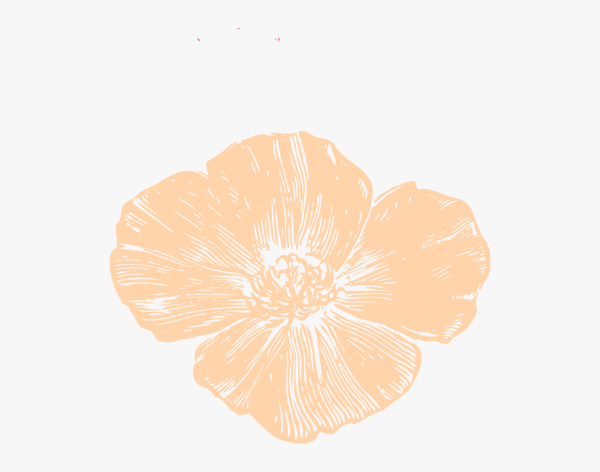 Beige Poppy Svg Clip Arts - California Golden Poppy Drawing, HD Png Download, Free Download