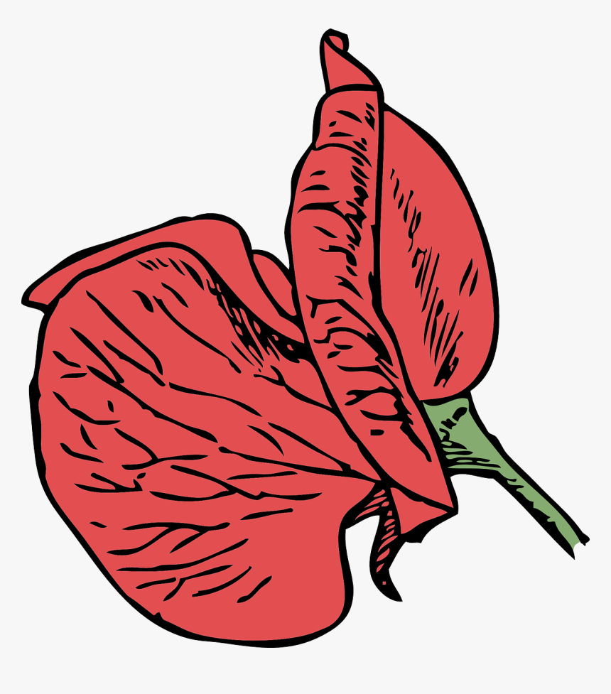 Sweet Pea Cartoon Flower, HD Png Download, Free Download
