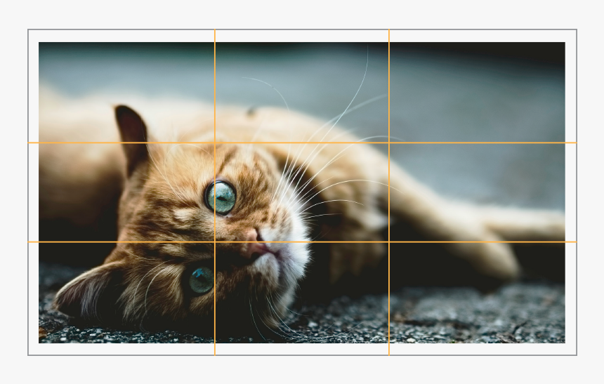 Rule Of Thirds Animals, HD Png Download, Free Download