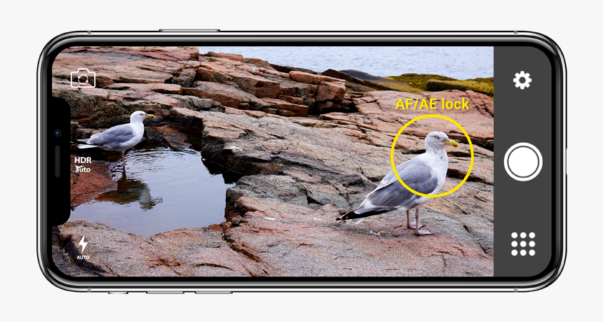 How To Use Af/ae Lock On Your Phone - Great Black-backed Gull, HD Png Download, Free Download