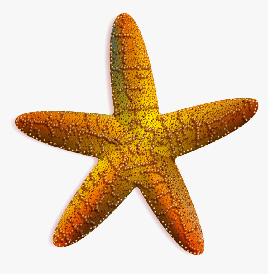 Estrella De Mar Vector Png - Estrella De Mar Png, Transparent Png, Free Download