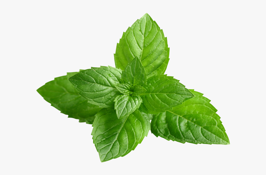 Peppermint Clipart Peppermint Plant - Foglia Menta Piperita, HD Png Download, Free Download