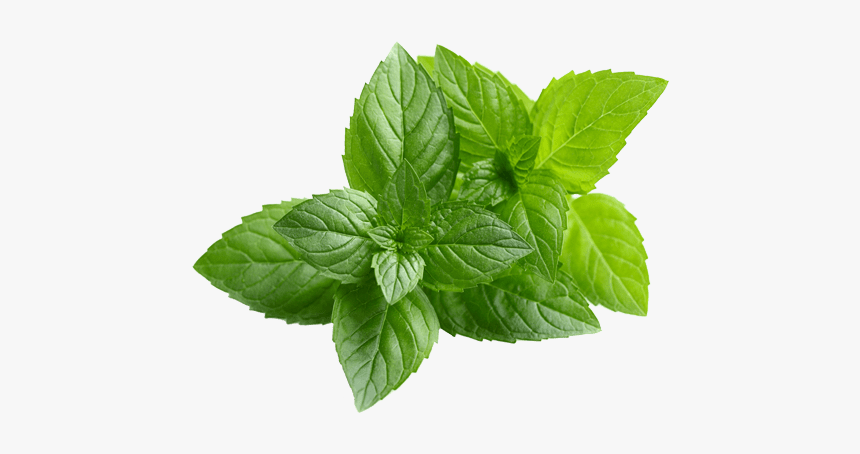 Peppermint - Transparent Neem Leaf Png, Png Download, Free Download