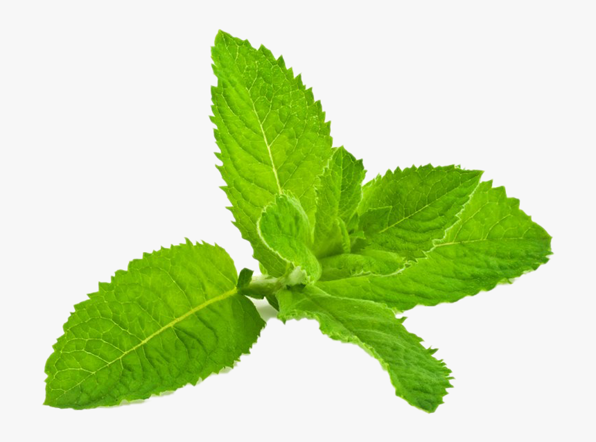 Mint, HD Png Download, Free Download