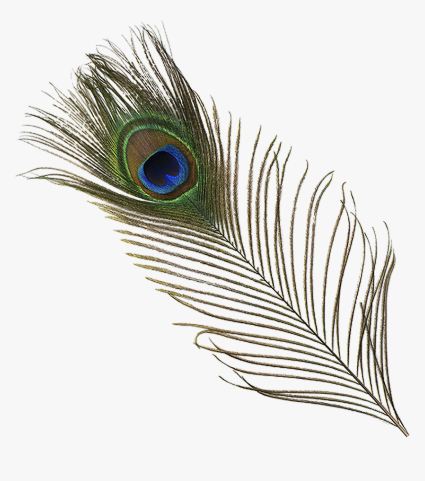 #origftesticker #peacock #feather #peacockfeather #green - More Pankh, HD Png Download, Free Download