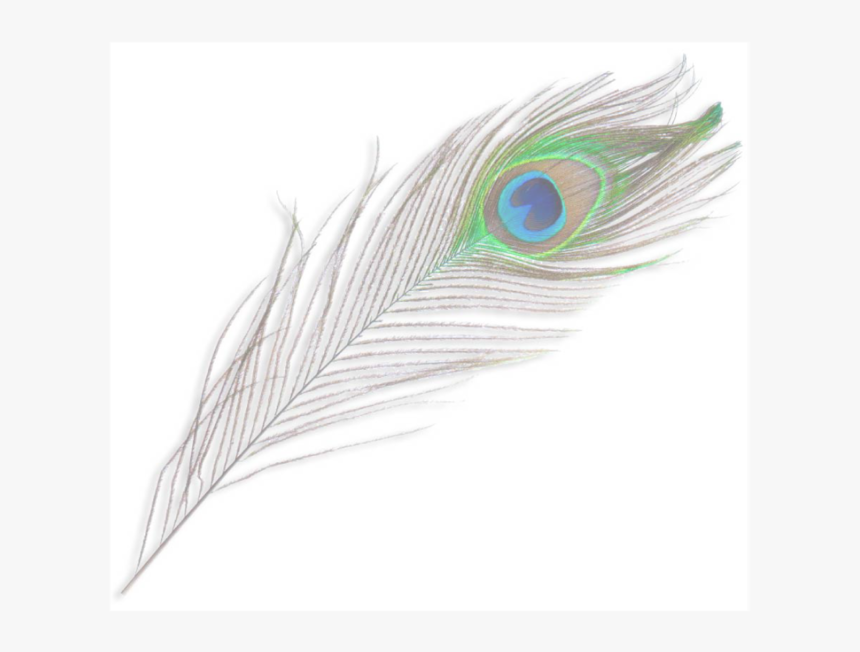 Peacock Feater For Bg Faded, HD Png Download, Free Download