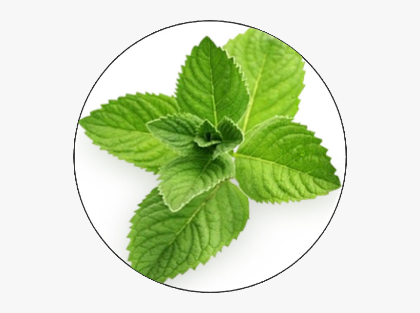 Menthol Meaning In Gujarati, HD Png Download, Free Download