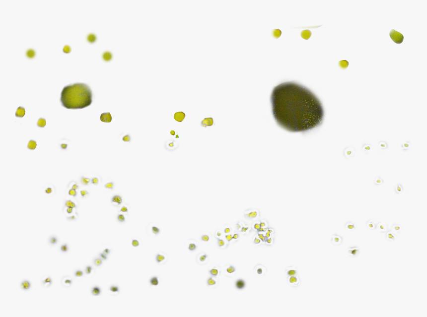 Fireflies Png, Transparent Png, Free Download