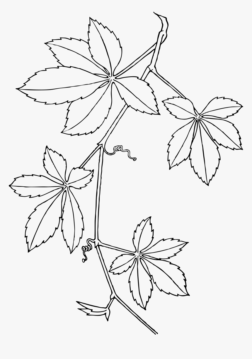 Virginia Creeper Clip Arts - Virginia Creeper, HD Png Download, Free Download