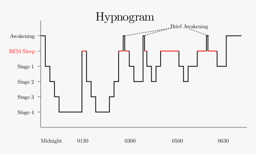 Do Brain Waves Change As A Sleeper Progresses From, HD Png Download, Free Download