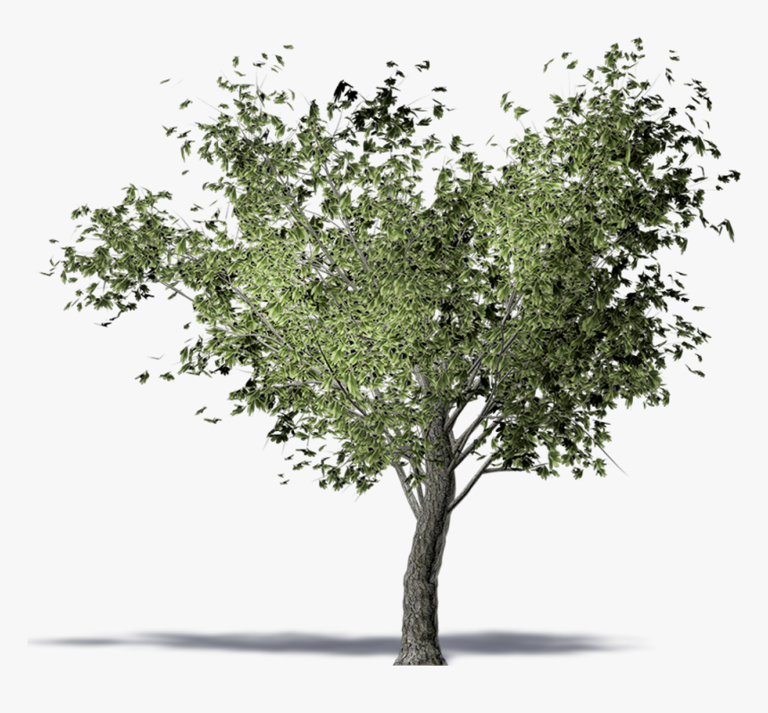 Olive Tree - Olive Tree Transparent Png, Png Download, Free Download