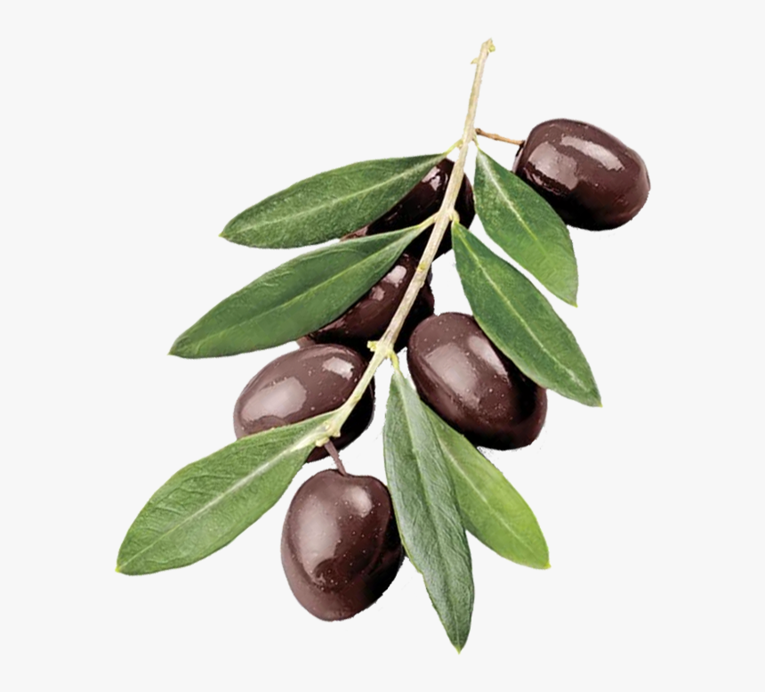 Why Would You Send An Olive Branch - Olive Branch Png, Transparent Png, Free Download