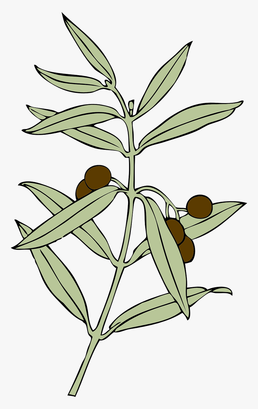 Olive Branch Peace Symbol Png, Transparent Png, Free Download