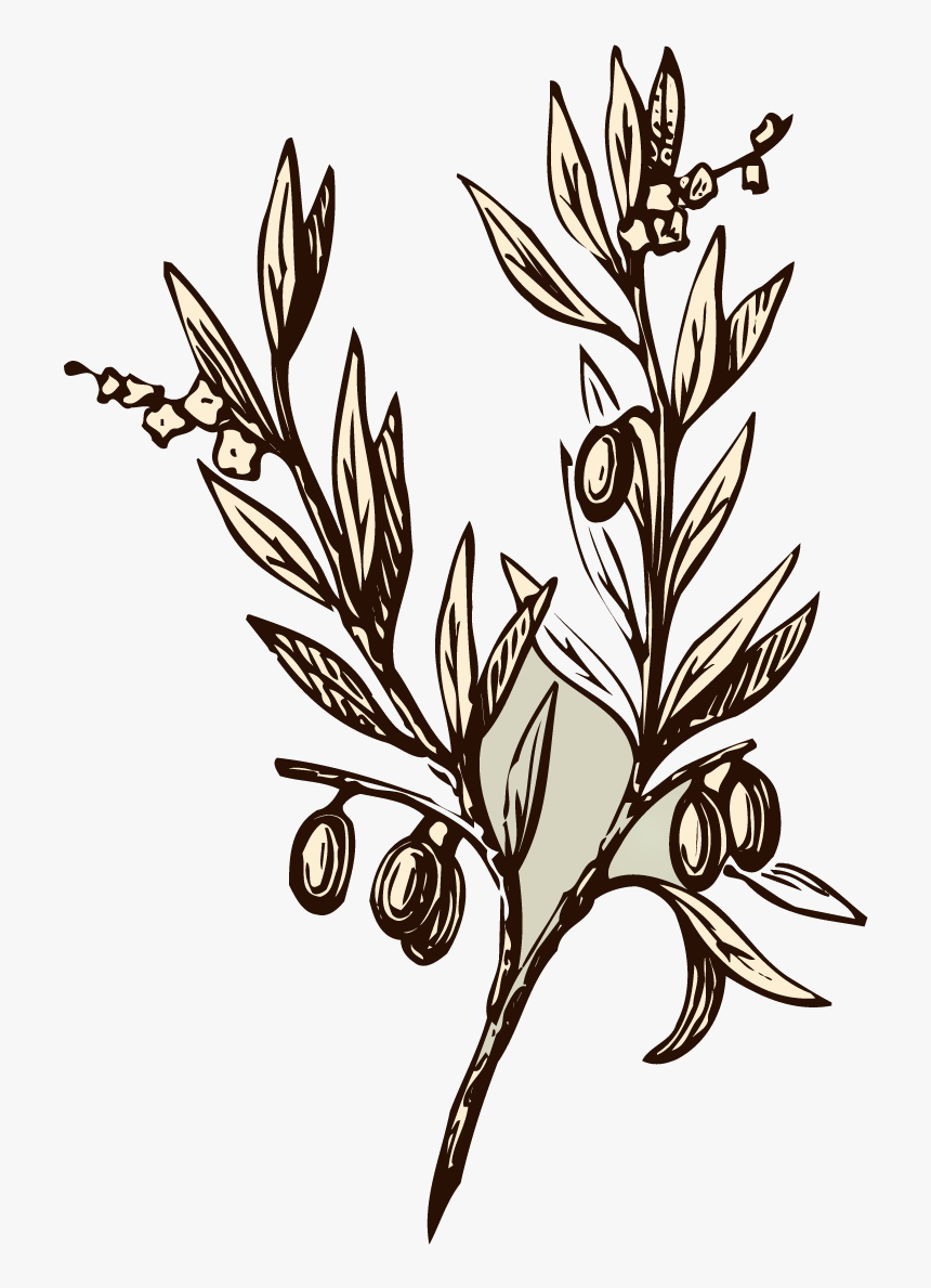 Vector Transparent Branch Transparent Almond - Olive Branch Drawing Transparent, HD Png Download, Free Download