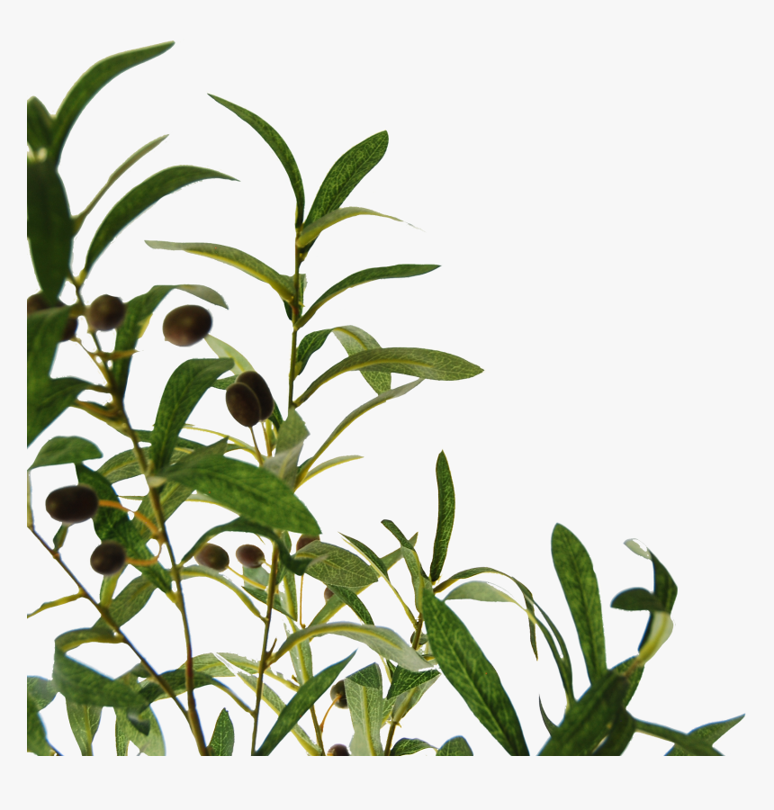 Flowerdutchess Olivebranch - Grass, HD Png Download, Free Download