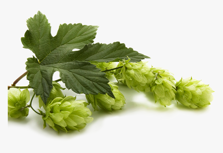 Hops - Hops Png, Transparent Png, Free Download