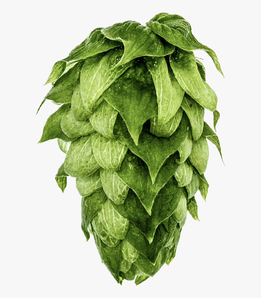 Mosaic Hops, HD Png Download, Free Download