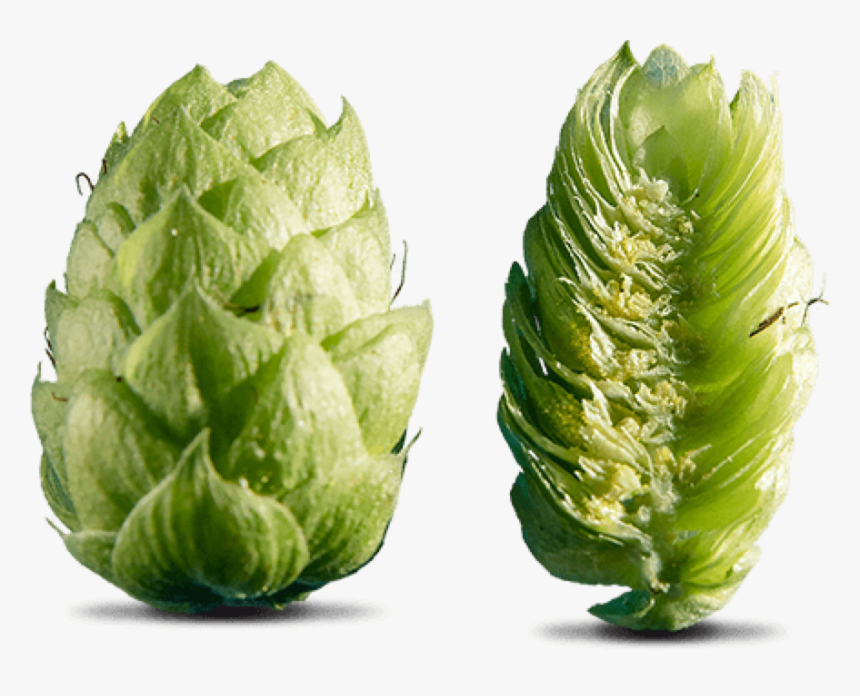 Cone De Houblon, HD Png Download, Free Download