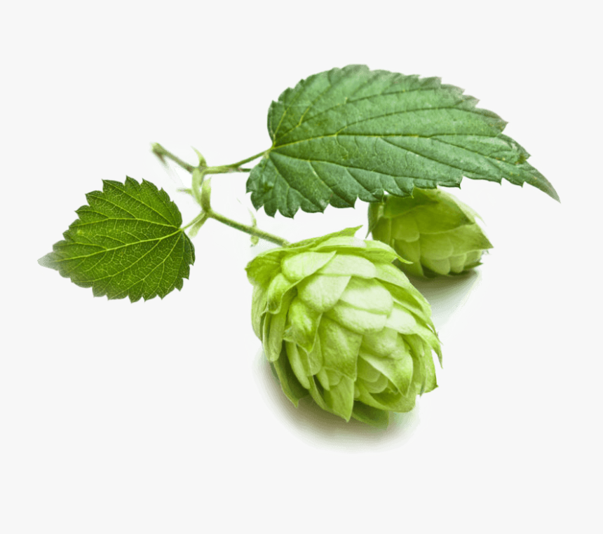 Grains Hops Brewing Cascade Beer Malts Clipart - Hops Oil Benefits, HD Png Download, Free Download