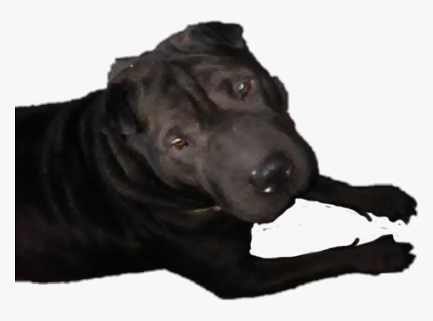 #sharpie #dogs #black - Companion Dog, HD Png Download, Free Download