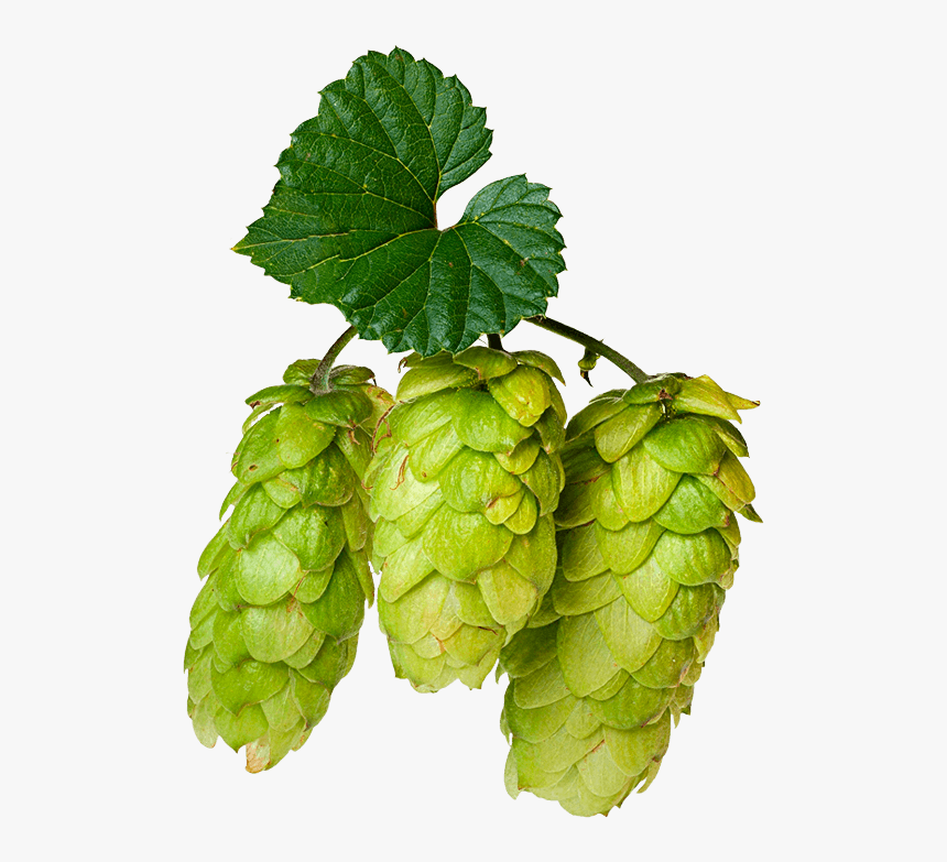 Hops Png Free, Transparent Png, Free Download