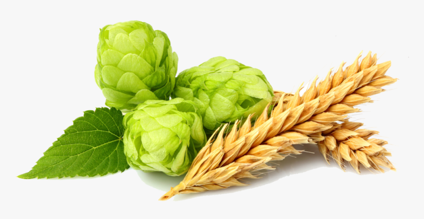 Hops Png, Transparent Png, Free Download