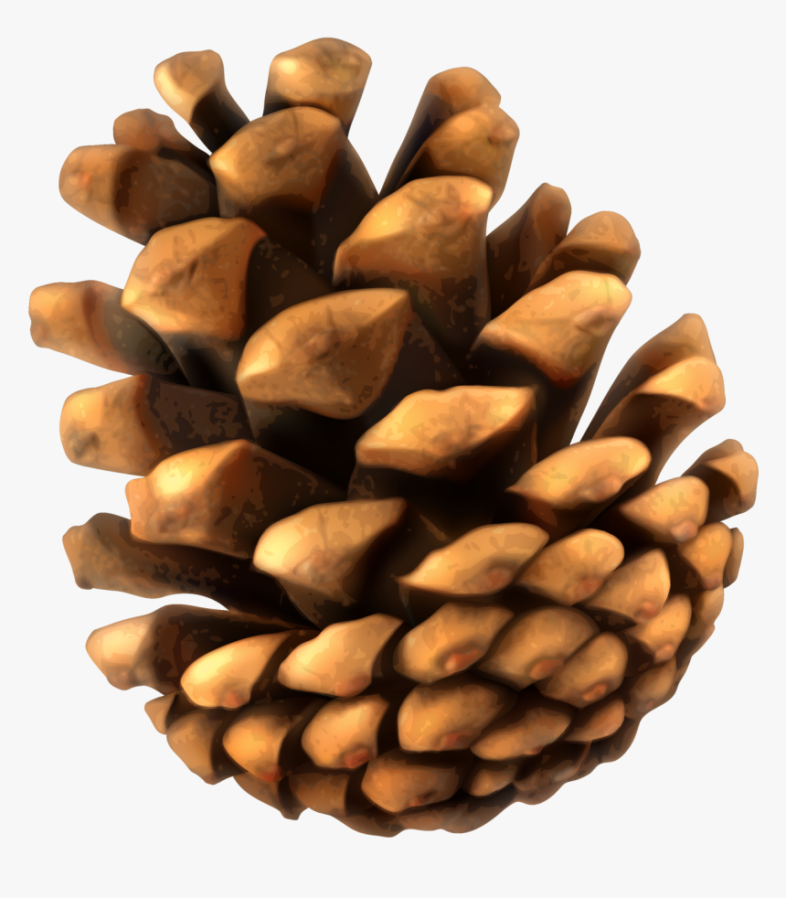Conifer Cone Pine - Pine Cone Transparent Background, HD Png Download, Free Download
