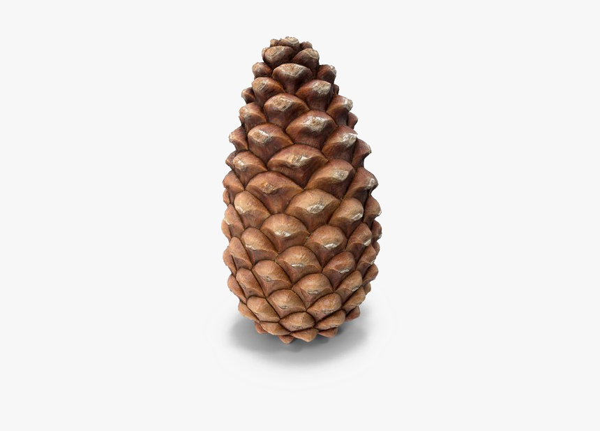 Transparent Pine Cone, HD Png Download, Free Download