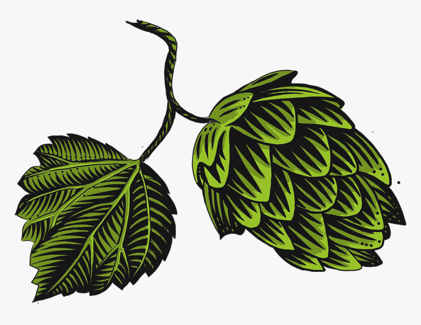 Hop, Pine Cone, Green, Plant, Nature, Beer, Foliage - Hop Png, Transparent Png, Free Download
