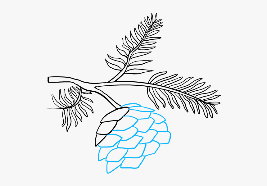 How To Draw Pinecone - Drawing Of Pine Cones, HD Png Download, Free Download