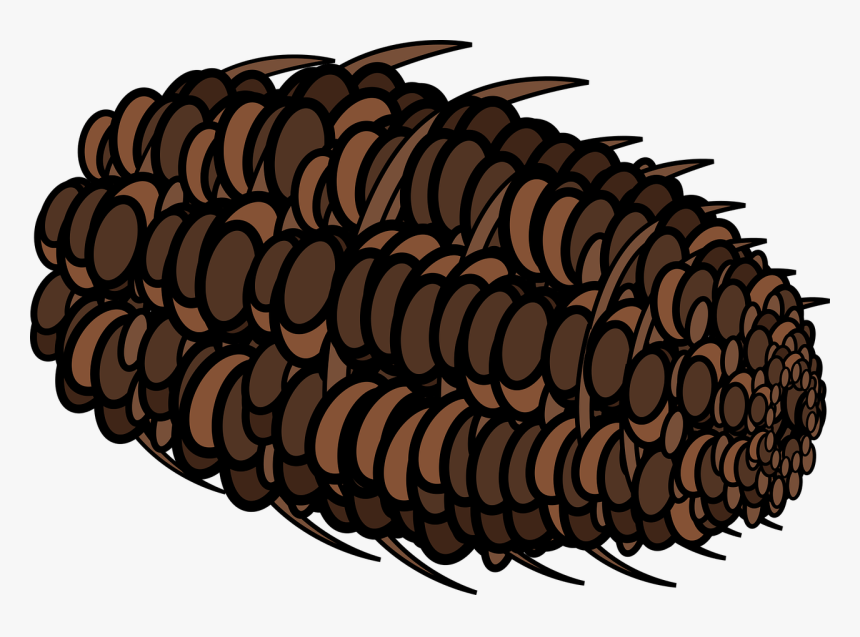 Graphic, Pine Cone, Pine, Cone, Pine Tree, Coniferous - Illustration, HD Png Download, Free Download