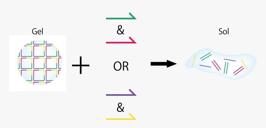 When Adding Only Dna Strand A Or Dna Strand B , - Graphic Design, HD Png Download, Free Download