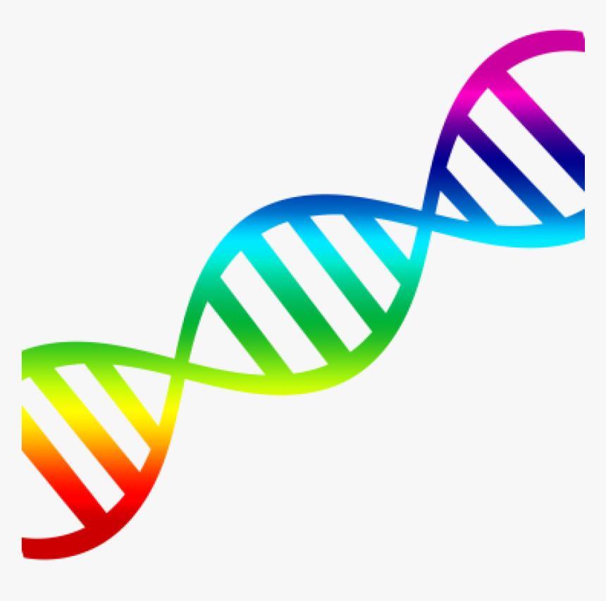 Dna Clip Art Dna Clipart 15 Clip Arts For Free Download - Dna Double Helix Png, Transparent Png, Free Download