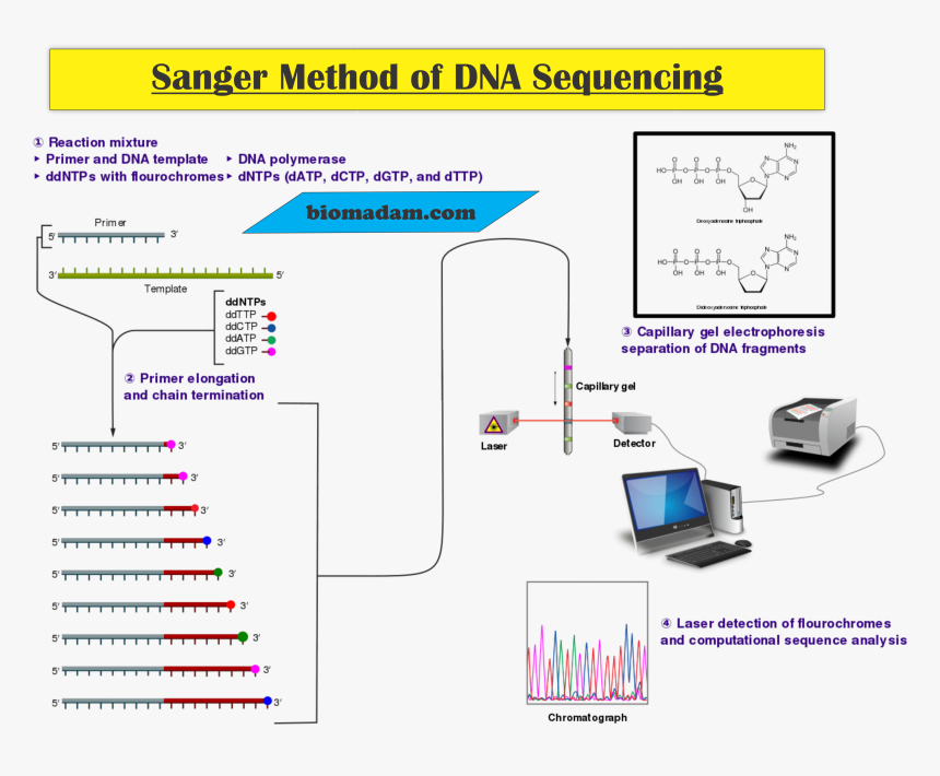 Transparent Dna Strand Png - Sanger Sequencing Of Insulin, Png Download, Free Download