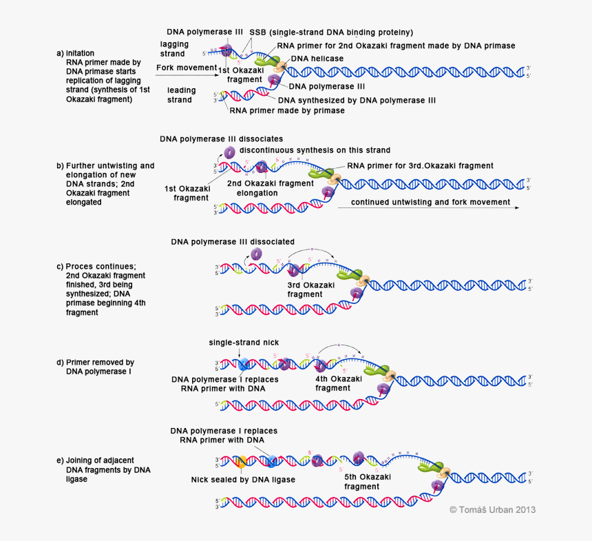 Dna Synthesis Steps - Lagging Strand Synthesis Steps, HD Png Download, Free Download