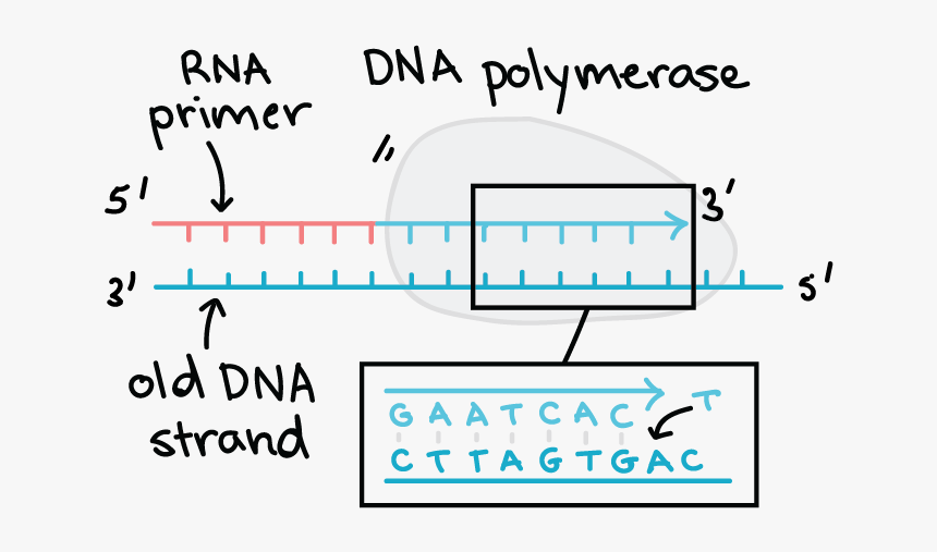 Complementary Strand Of Dna Example, HD Png Download, Free Download