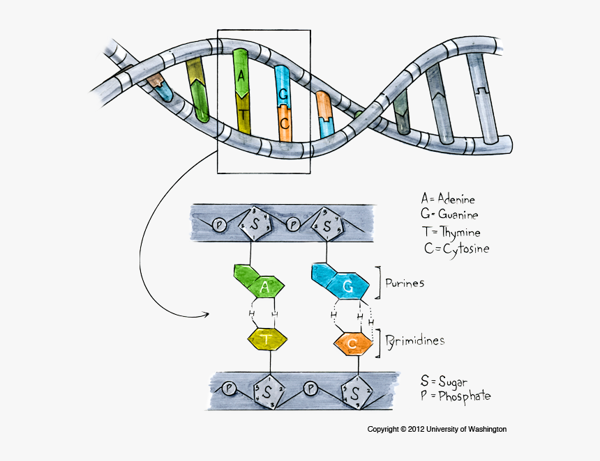 Structure Of Dna - Allele In Dna Diagram, HD Png Download, Free Download