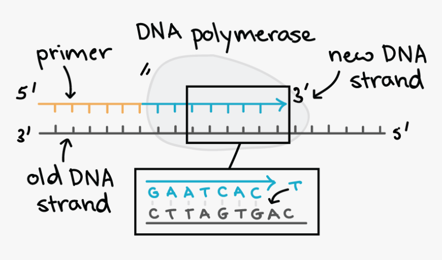 Dna Polymerase Dna Replication, HD Png Download, Free Download