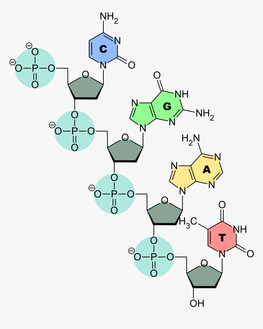 Dna Strand - Rna Structure, HD Png Download, Free Download