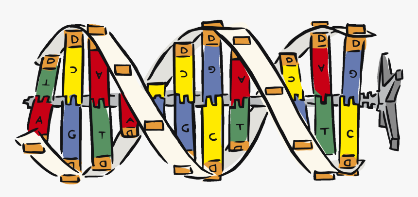 Brain And Body Heredity - Nucleic Acid Clip Art, HD Png Download, Free Download