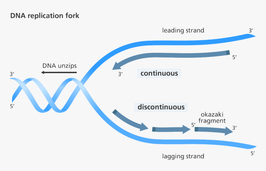 Replication Discontinuous On One Strand, HD Png Download, Free Download