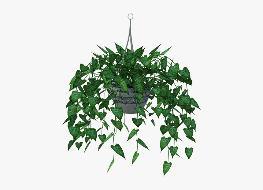 Hanging Plant, Leaves, Planter, Green, White, Leaf - Hanging Plant Png, Transparent Png, Free Download