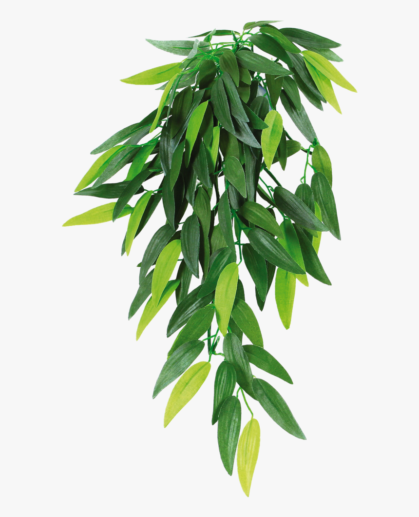 Houseplant Reptile Hanging Basket - Hanging Basket Plants Png, Transparent Png, Free Download