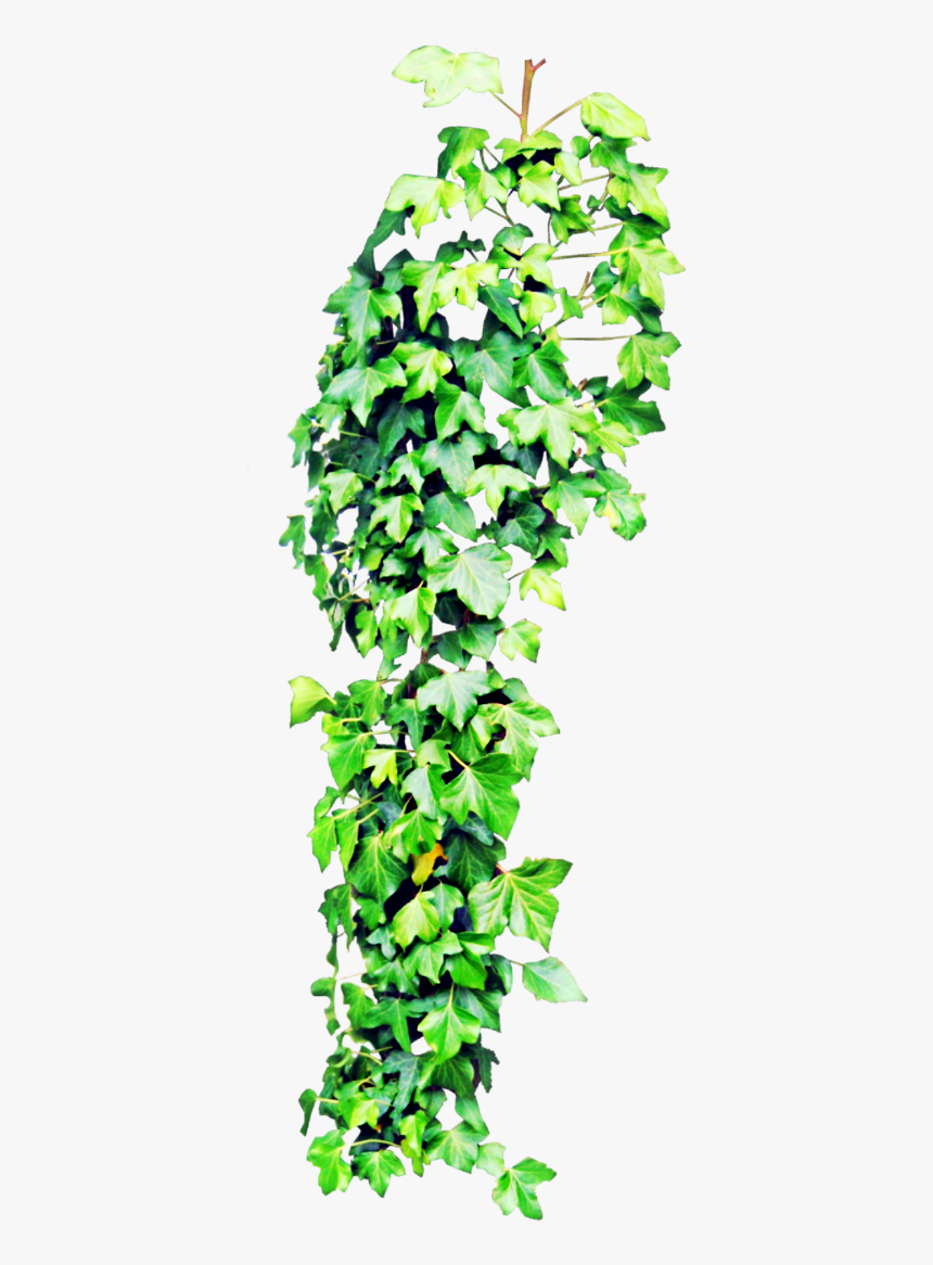 Transparent Enredadera Png - Hanging Plants Png, Png Download, Free Download