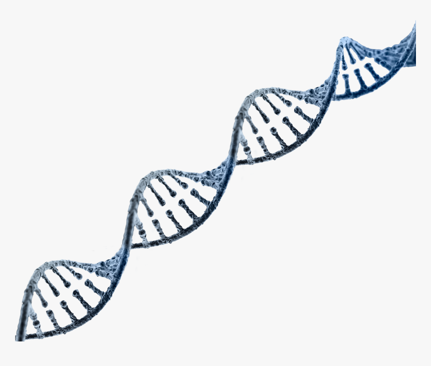 Dna Strand Transparent Background, HD Png Download, Free Download