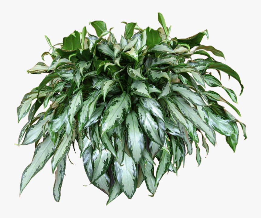 Transparent Bush Texture Png - Texture Plant Png Transparent, Png Download, Free Download