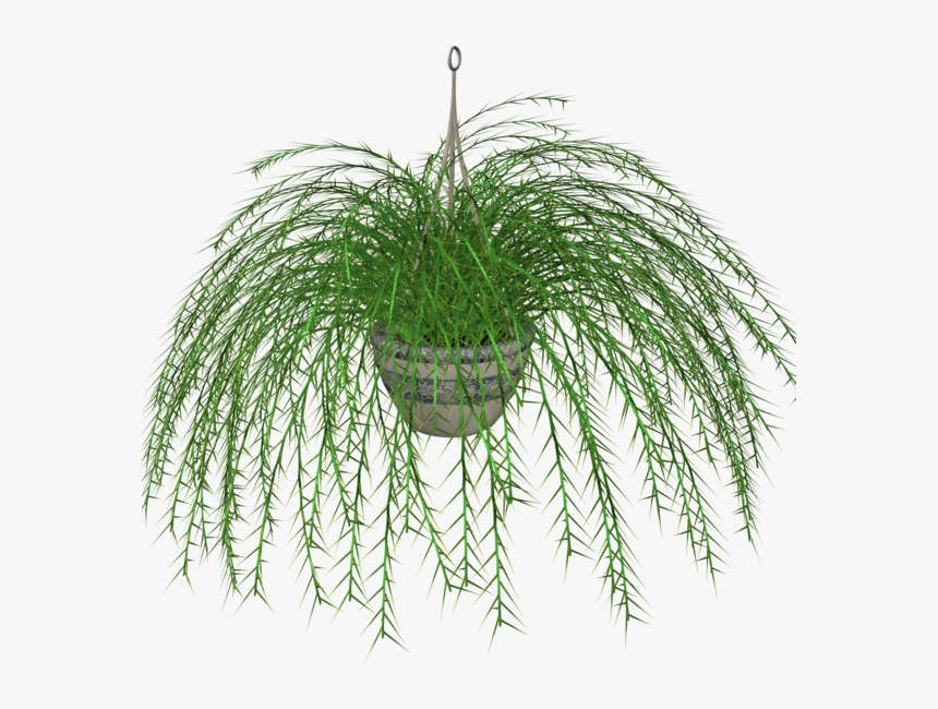 Plant,grass,vascular Plant,grass Glauca,fern,pine,pine - Clip Art Hanging Plant, HD Png Download, Free Download