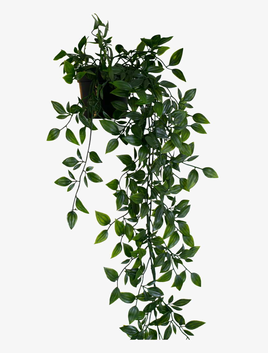 Hanging Plant Png , Png Download - Floating Shelf With Plant, Transparent Png, Free Download