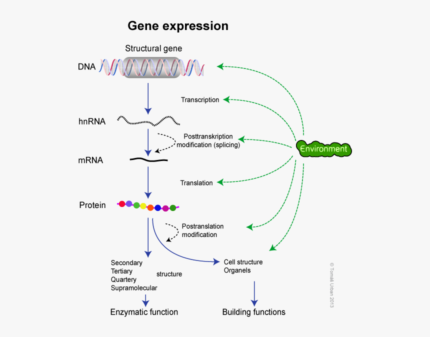 Dogma Molecular Biology - Gene Expression Biology, HD Png Download, Free Download