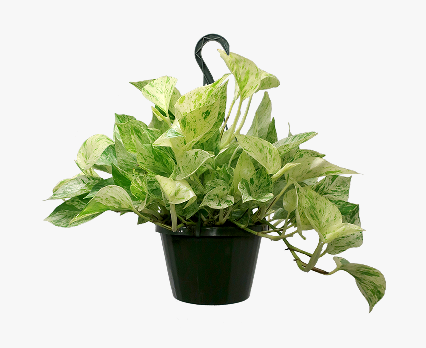 Marble Pothos, HD Png Download, Free Download